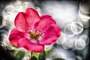 Rosenblüte mit Lichtern