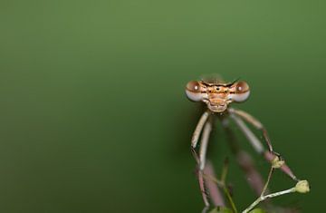 La tête d'une libellule à plumes regarde avec curiosité