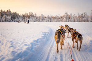 Schlittenhunde