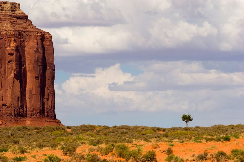 Lost Tree in Monument Valley von Alex Sievers