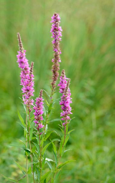 Donkerroze bloeiende Grote Kattenstaart van dichtbij par Ruud Morijn