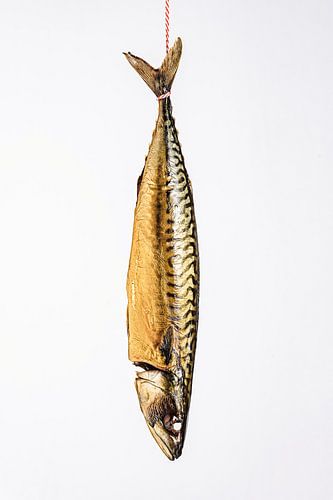 Makreeltje aan de wand