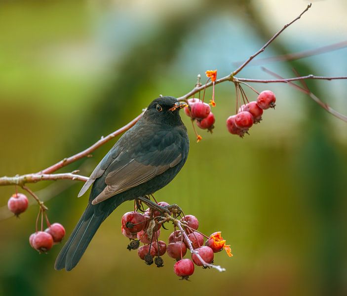 Blackbird in the apple tree by ManfredFotos