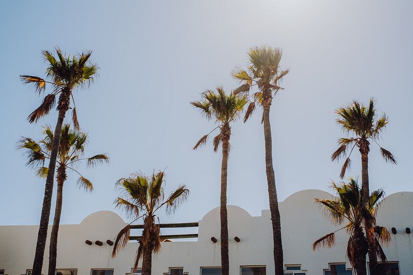 Palm trees in vintage colours by Kiki Multem