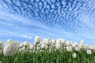 Weiße Tulpen von Sjoerd van der Wal Fotografie Miniaturansicht