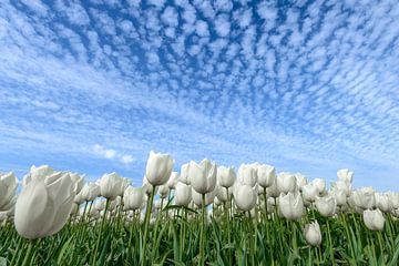 Tulipes blanches sur Sjoerd van der Wal Photographie