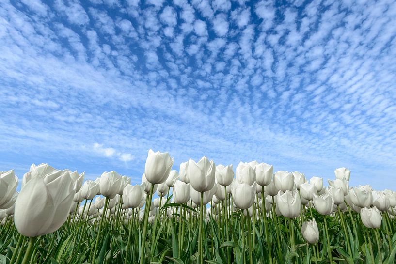 Weiße Tulpen von Sjoerd van der Wal Fotografie