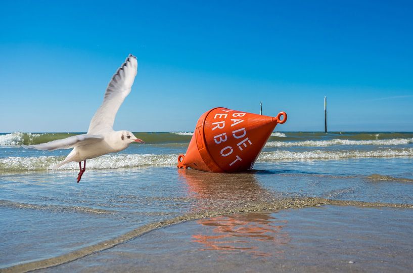 Mouette avec bouée d'eau en mer du Nord par Animaflora PicsStock