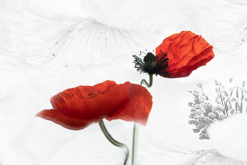Coquelicot par Ingrid Van Damme fotografie