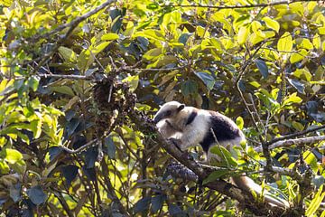 Northern tree anteater - Tamandua mexicana by whmpictures .com