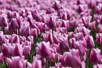 Bloeiende tulpen