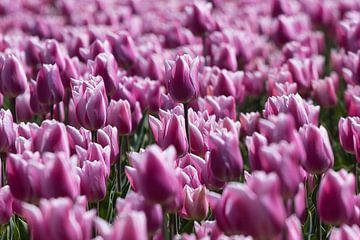 Bloeiende tulpen by Bert van Wijk
