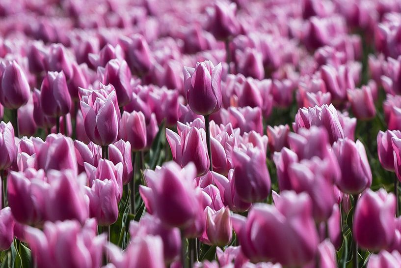 Bloeiende tulpen von Bert van Wijk