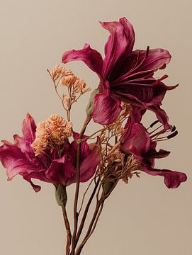 Droogbloemen on natural clear background Roze