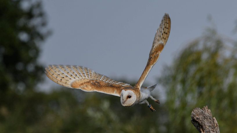 Barn owl by Erik Ramaker den Ouden