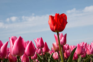 eine rote Tulpe vor einem fliederfarbenen Tulpenfeld