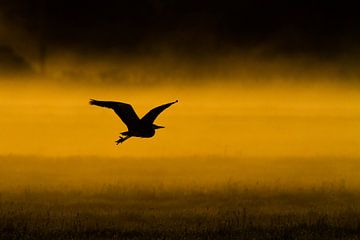 Grey Heron over misty meadow by Menno van Duijn