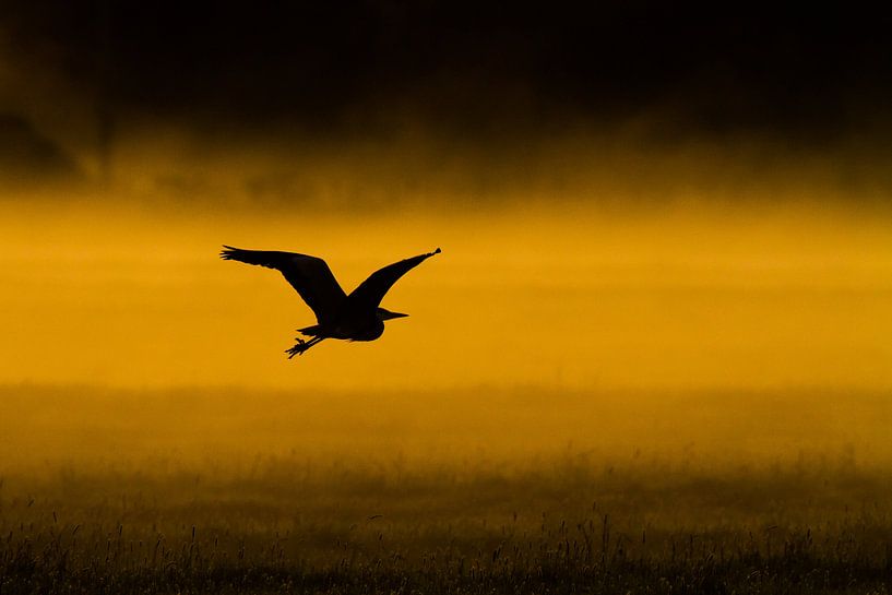 Blauwe Reiger boven mistige weiland van Menno van Duijn