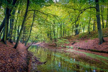 Lichte plekken op de herfsttooi