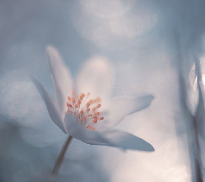 flowers part 266 by Tania Perneel