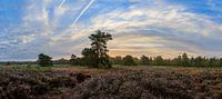 Panorama van een heideveld met een prachtige zonsopkomst op de Veluwe