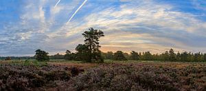 Panorama van een heideveld met een prachtige zonsopkomst op de Veluwe