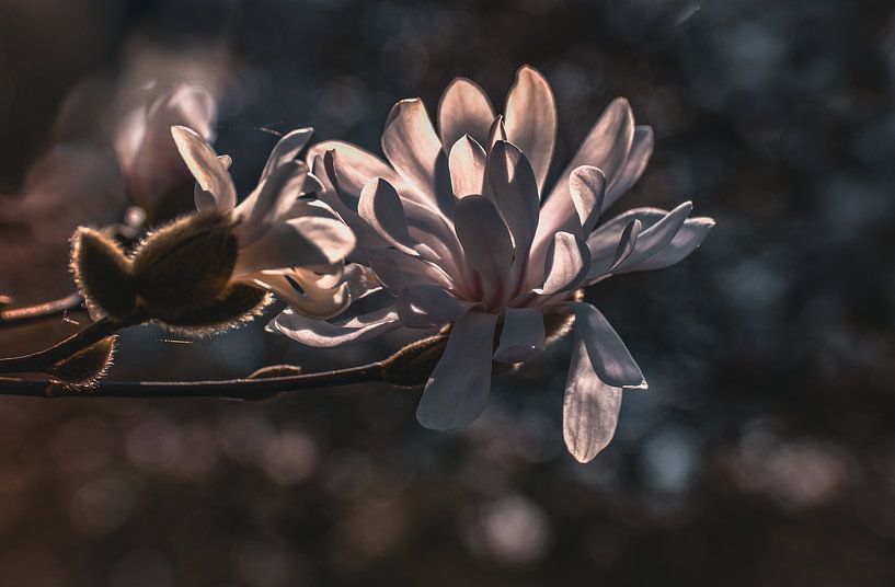 Magnolia's soft language by Bernadette Bult