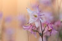 Columbine 'Evening Sun
