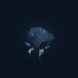 final winter rose by Ribbi