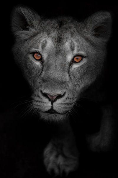 a glance of the attentive luminous eyes of a predator on a bleached black-white face, a portrait of  by Michael Semenov