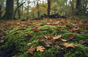 Spaziergang im Herbstwald