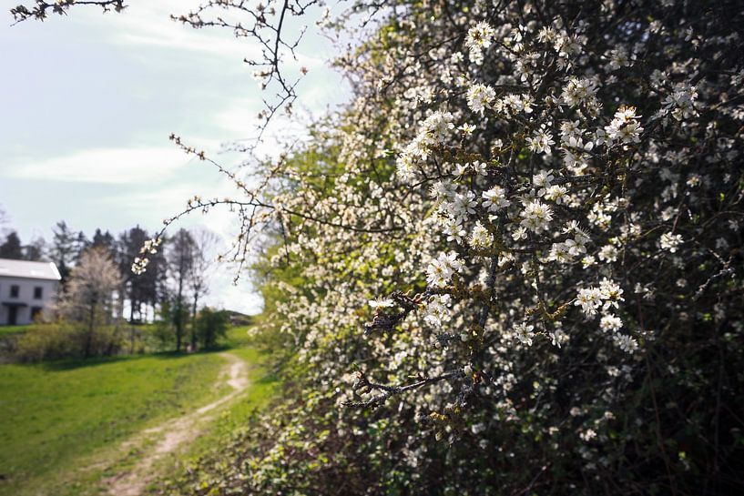 Blooming flowers inbetween lands. by Luis Boullosa