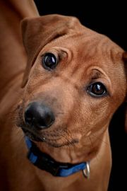 Rhodesian Ridgeback puppy by Thomas Marx