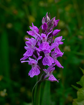 Orchis des roseaux tacheté de violet