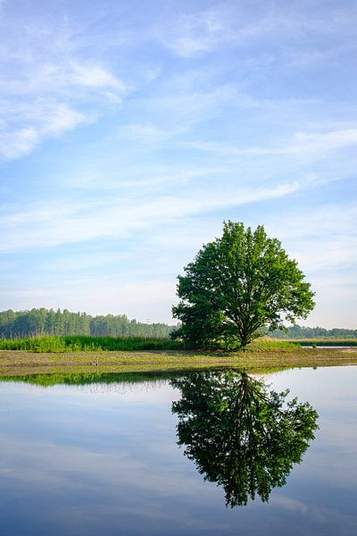 Baum zum Wasser von Johan Vanbockryck