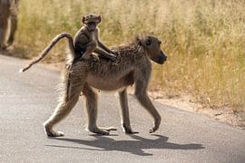 African Baby Monkey by Dennis Eckert