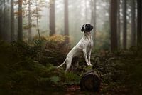 Mystical morning