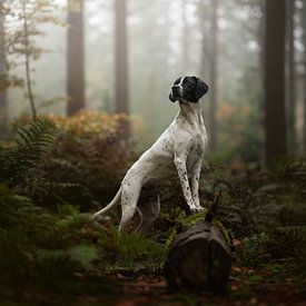 Mystical morning by Nanuq Dog Photography