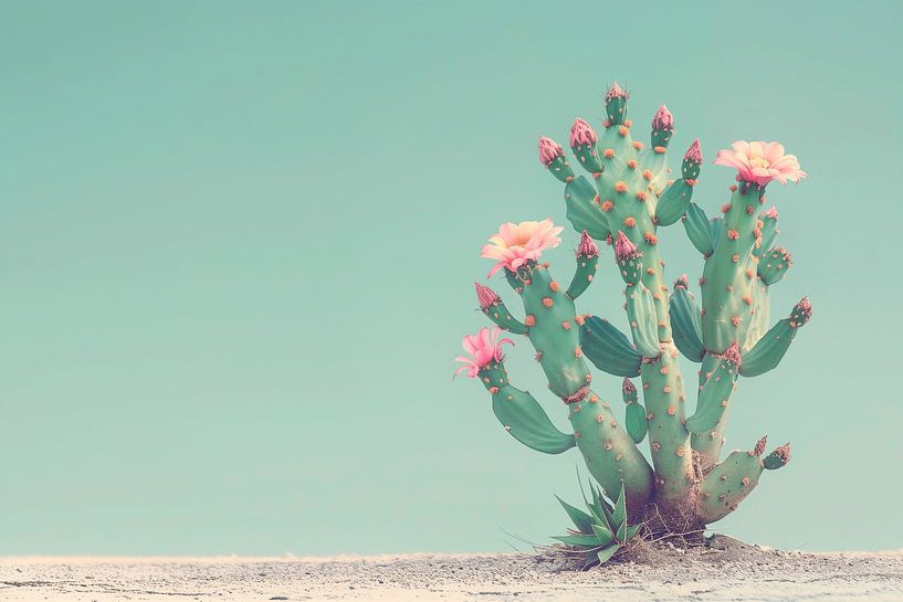 Cactus flowers II by Philippe HUGONNARD