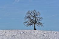 einsamer Baum im Winter von Peter Bergmann Miniaturansicht