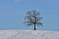 einsamer Baum im Winter