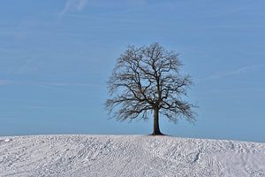 einsamer Baum im Winter