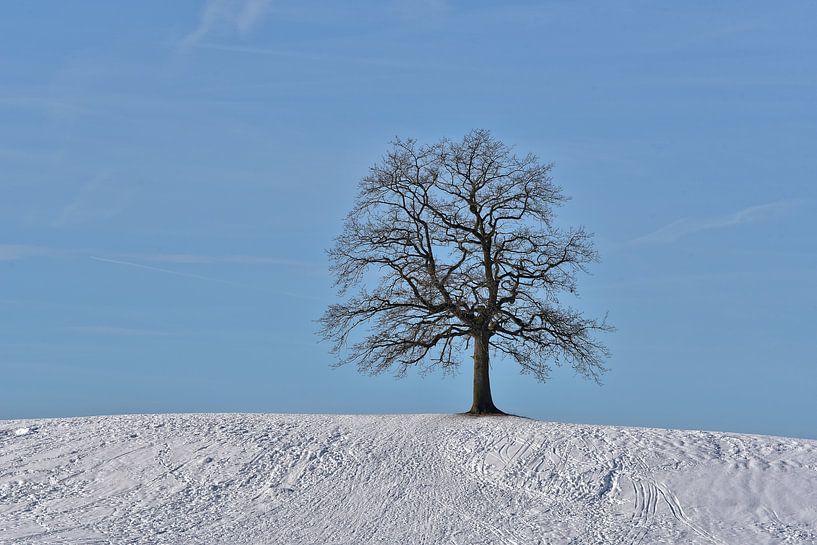 einsamer Baum im Winter von Peter Bergmann