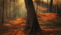Colours of autumn