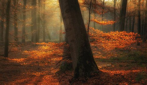 Kleuren van de herfst