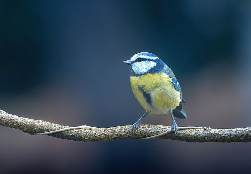 Blue tit by arnemoonsfotografie