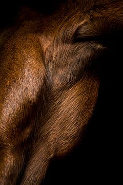 Close-up paard 2 van Lina Heirwegh