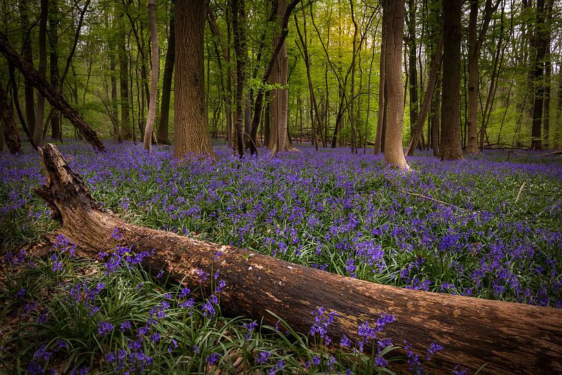 Bluebells paradise by Wim van D