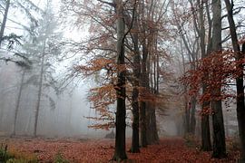Fog in Autumn