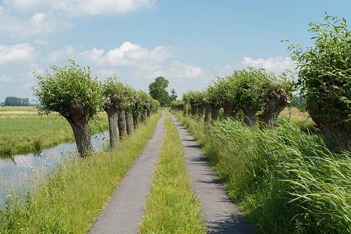 Polder road with willows
